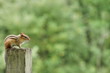 Chipmunk clipart