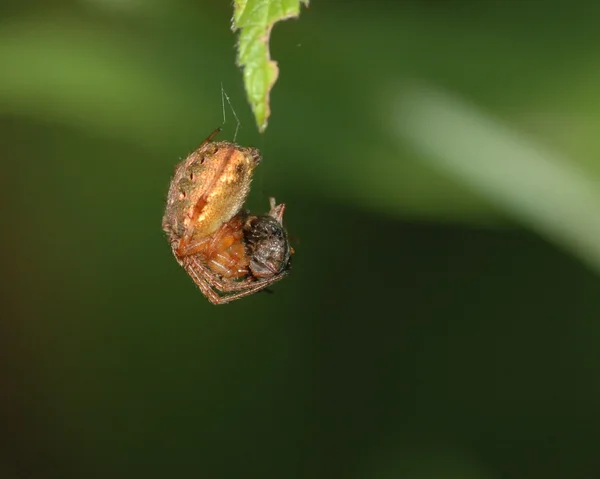 Araña de jardín —  Fotos de Stock