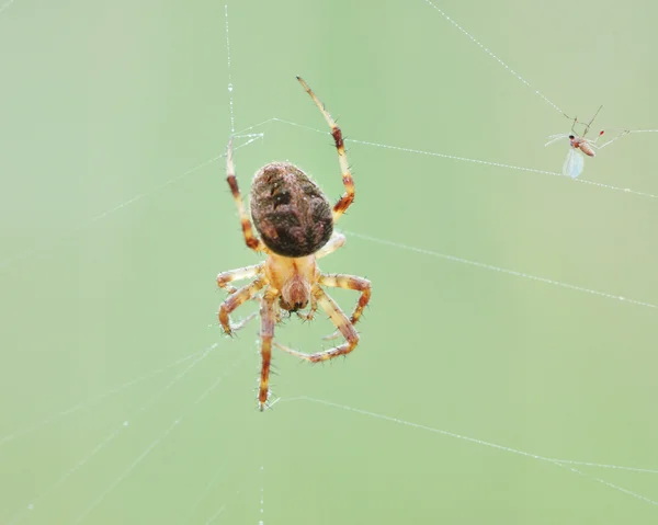 Bahçe örümcek — Stok fotoğraf
