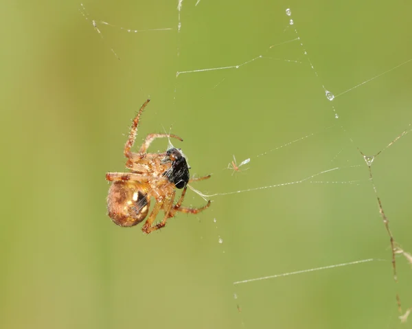 Araña de jardín —  Fotos de Stock