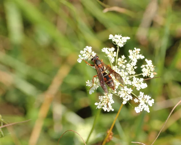 Rode en zwarte mason wasp — Stockfoto