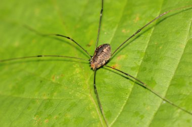 Harvestman - baba longlegs