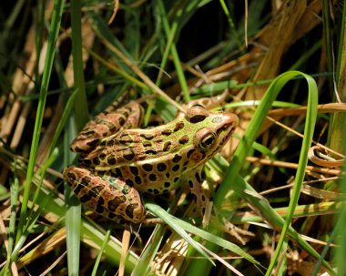 Leopard Frog clipart