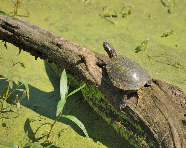 Målade sköldpadda — Stockfoto