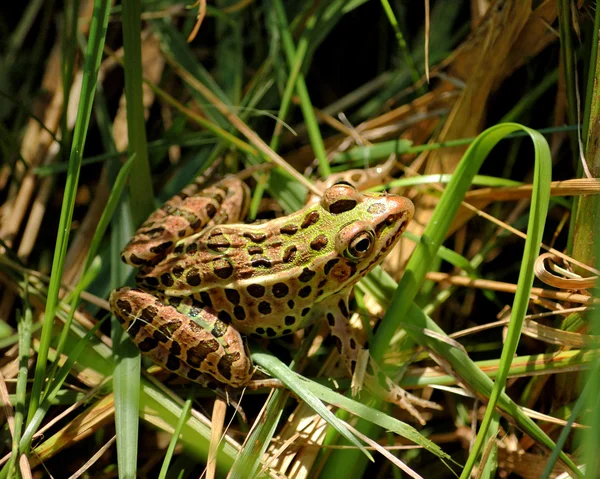 Леопардовая лягушка — стоковое фото