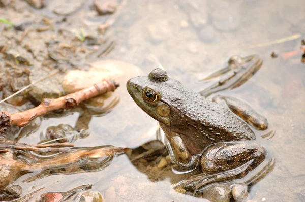 Bullfrog — Stockfoto