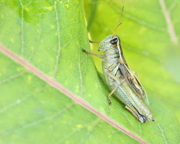 Stock image Grasshopper