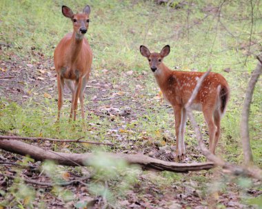 Whitetail Geyik doe ve açık kahverengi