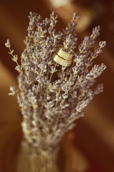 Anéis de casamento de ouro na planta — Fotografia de Stock