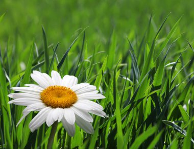 Chamomile flower in grass