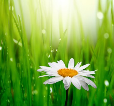 Chamomile flower in grass