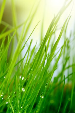 Soft green grass background clipart