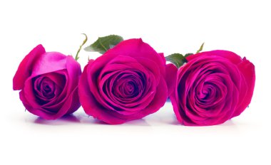 Purple roses clipart