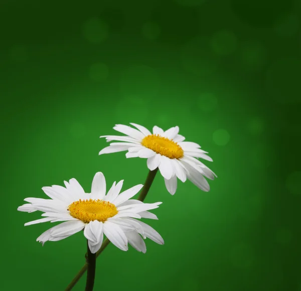Chamomile flower on geen — Stock Photo, Image