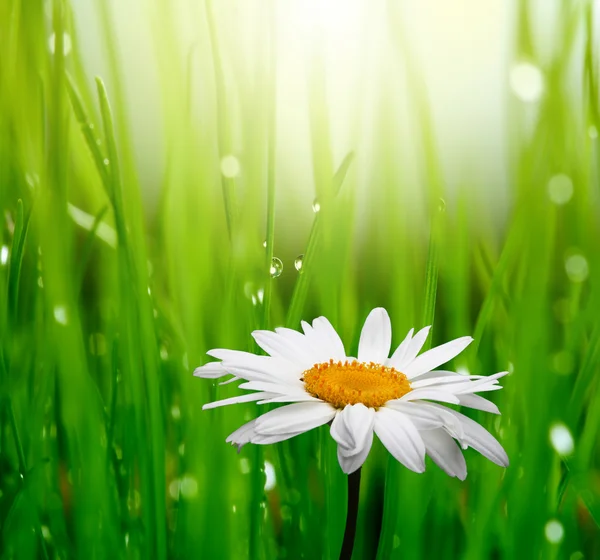 Heřmánek květ v trávě — Stock fotografie