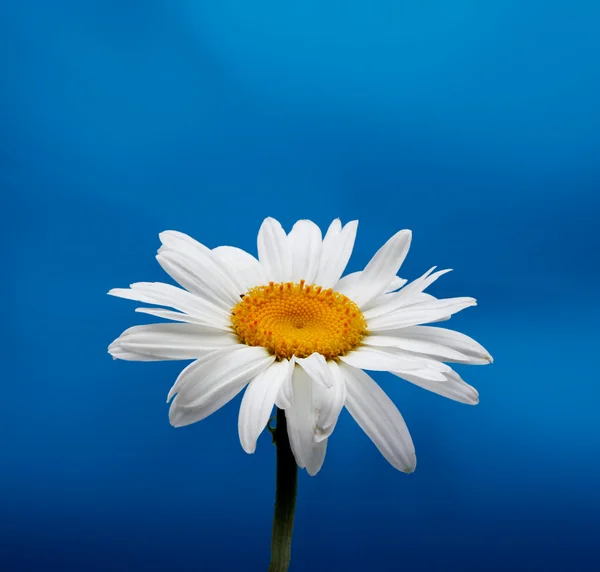 Квітка ромашки на синьому — стокове фото