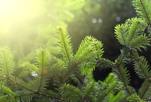 Елочная веточка
