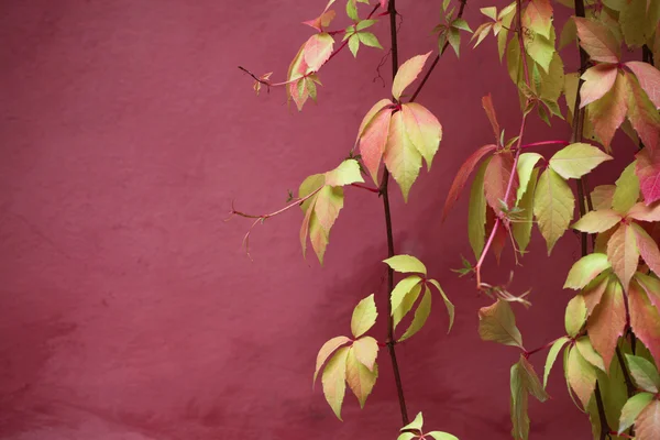 壁の葉 — ストック写真