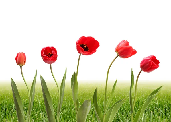 Tulips in green grass — Stock Photo, Image