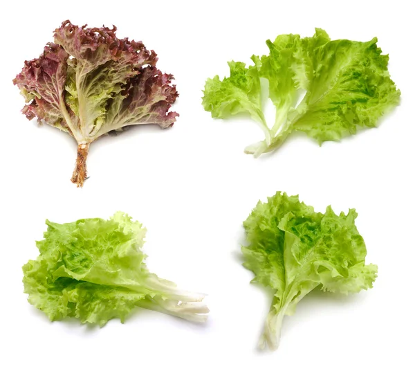 stock image Set of lettuce leaf