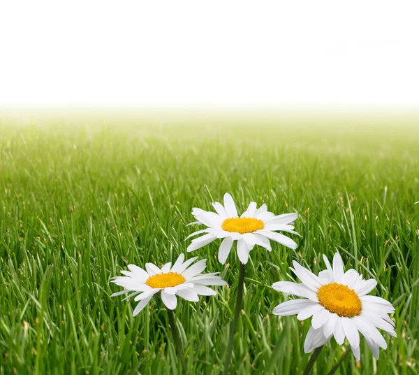Kamomill blomma i gräs — Stockfoto