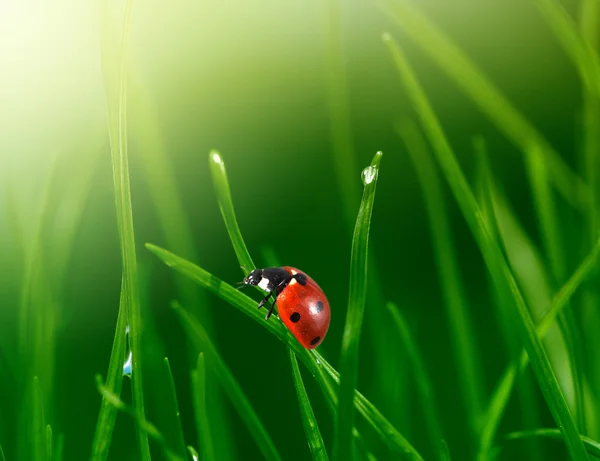 Biedronka w zielonej trawie — Zdjęcie stockowe