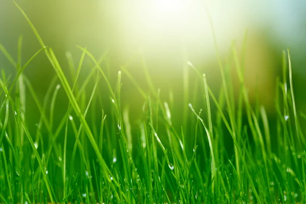 Soft background with green grass — Stock Photo, Image