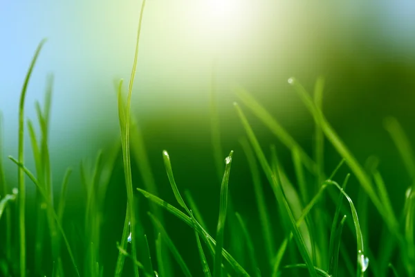 Soft green grass background — Stock Photo, Image