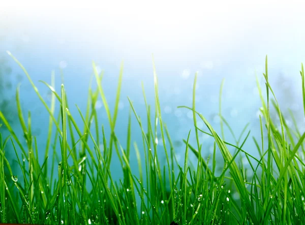 柔らかい緑の草の背景 — ストック写真