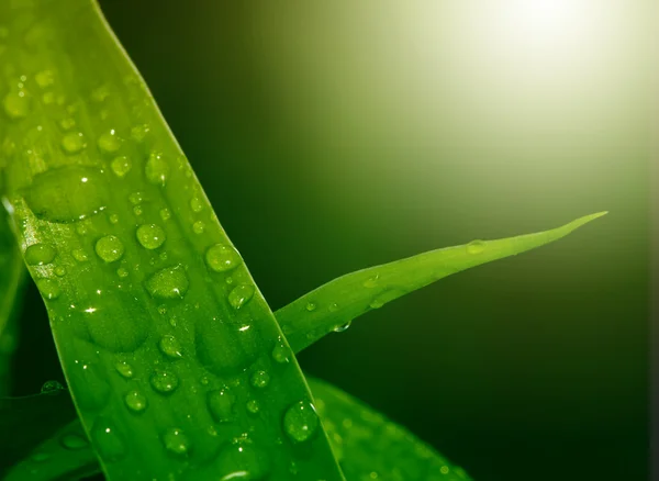 Grönt löv med droppar — Stockfoto