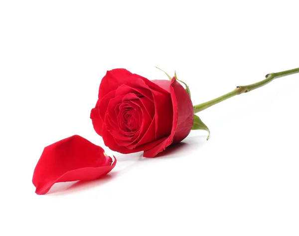 Rose och kronblad — Stockfoto