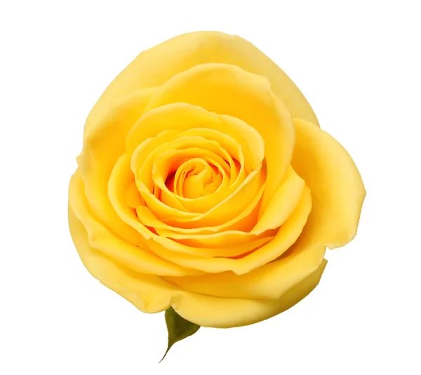 stock image Yellow rose