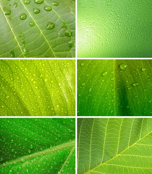 Set of leaf with drops — Stock Photo, Image