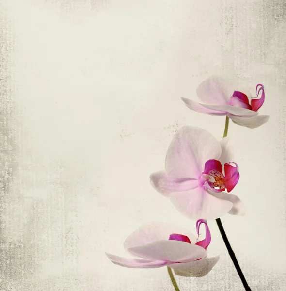 Fundo vintage com flor de orquídea — Fotografia de Stock