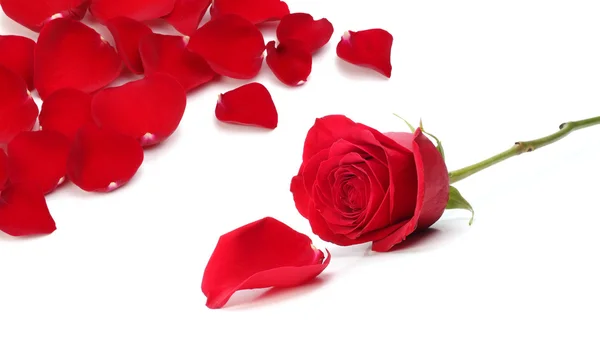 Rosa rossa e petali — Foto Stock
