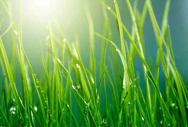Soft green grass background Royalty Free Stock Images
