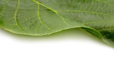 yaprak yeşil arka plan