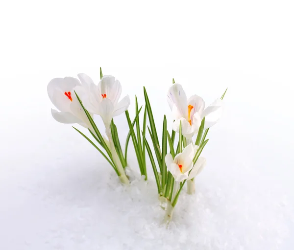 Hóvirág a hóban — Stock Fotó