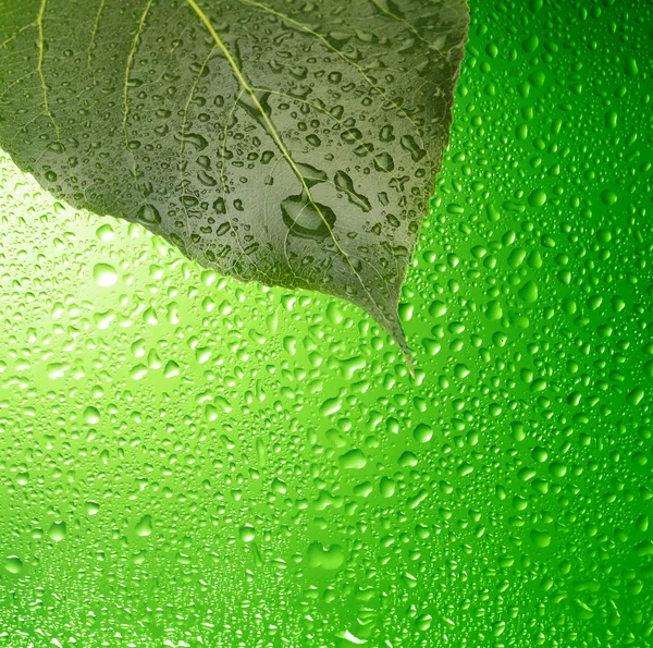 绿叶与水滴 — 图库照片