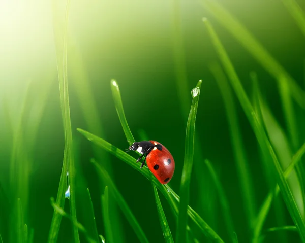 Biedronka w zielonej trawie — Zdjęcie stockowe