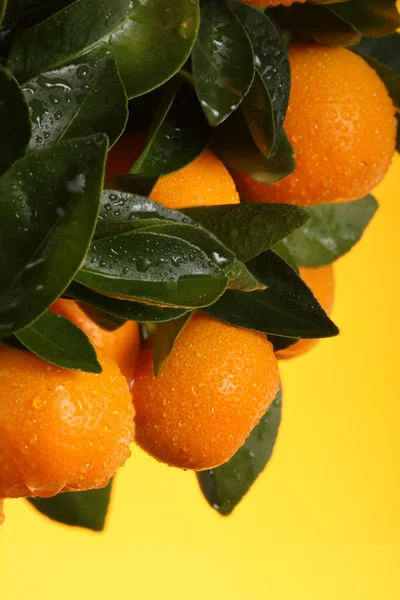 Orange träd — Stockfoto