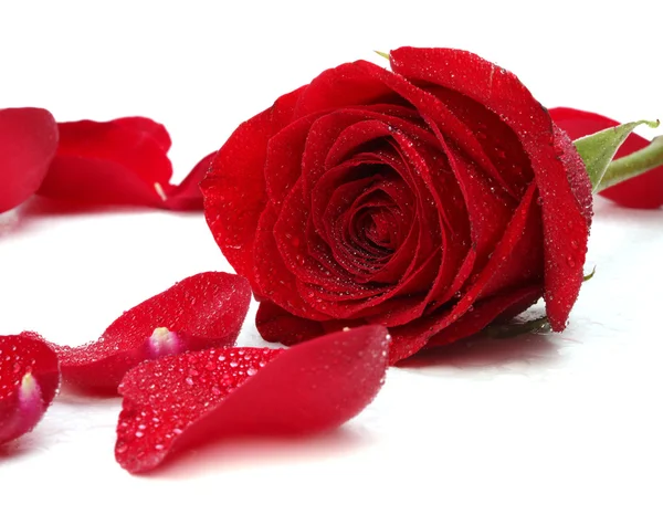 Rosa e petali — Foto Stock
