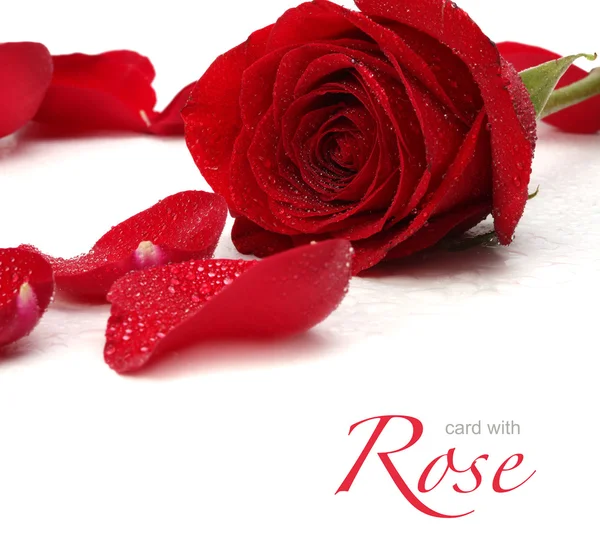 Rosa roja y pétalos —  Fotos de Stock