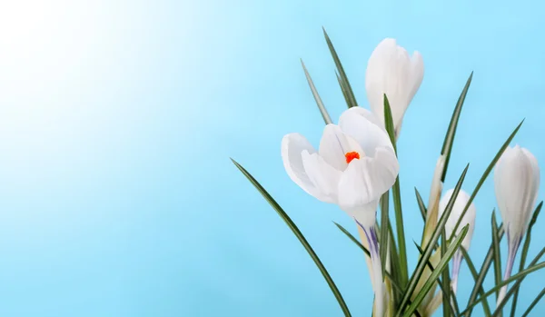 Bahar çiçekleri — Stok fotoğraf