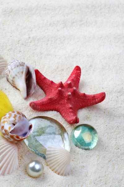 Coquilles de mer sur sable — Photo