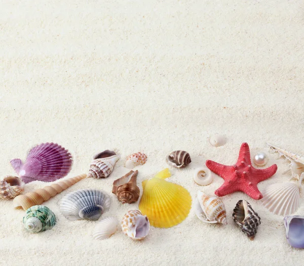 Snäckskal på sand — Stockfoto