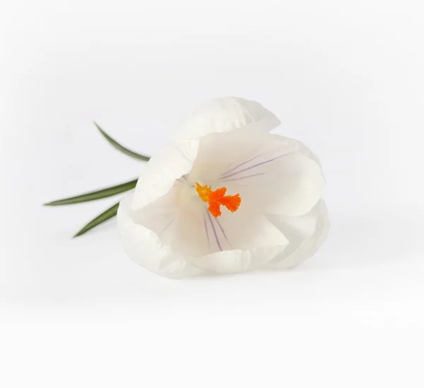 Белый цветок крокуса — стоковое фото