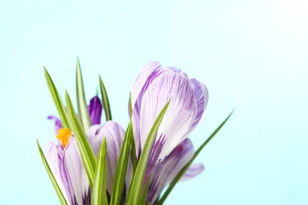 Voorjaar bloem — Stockfoto