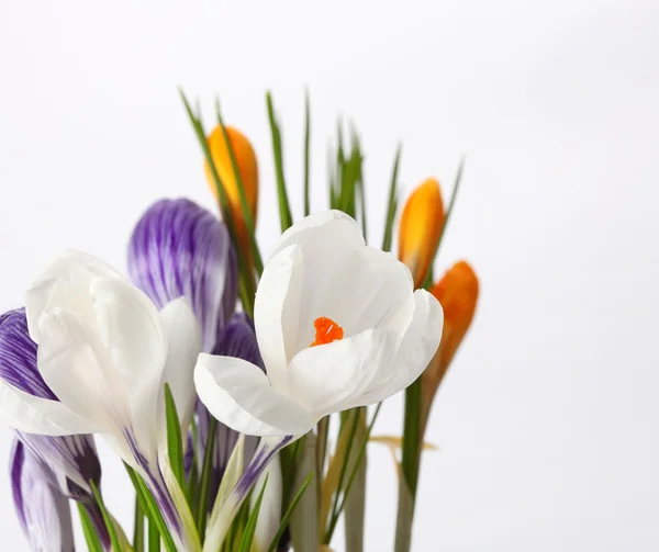 Kwiaty wiosenne — Zdjęcie stockowe