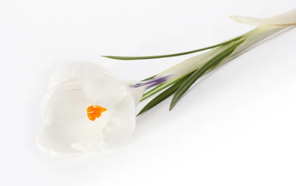 Flor branca em branco — Fotografia de Stock
